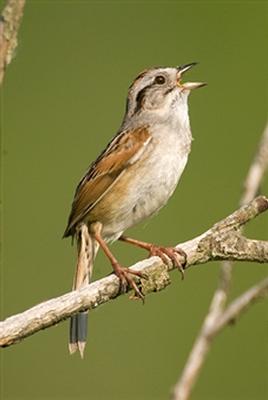 song sparrow.jpg